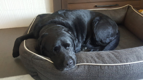 Gracey the black lab, sound asleep Gracey