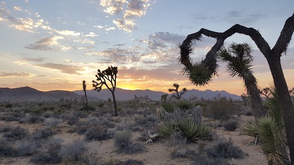 Sunset in Joshua Tree Joshua Tree